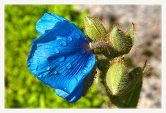 Himalaya Scheinmohn (2)