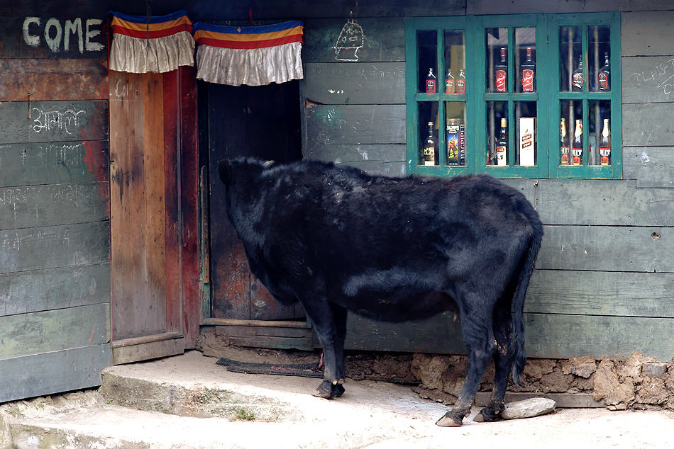 Himalaya Staat Sikkim / Die Bar auf 3900 Höhenmeter und seine Besucher