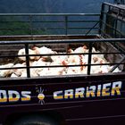 Himalaya Staat Sikkim (Indien) – „Goods Carrier“ sicher nicht für die Hühner
