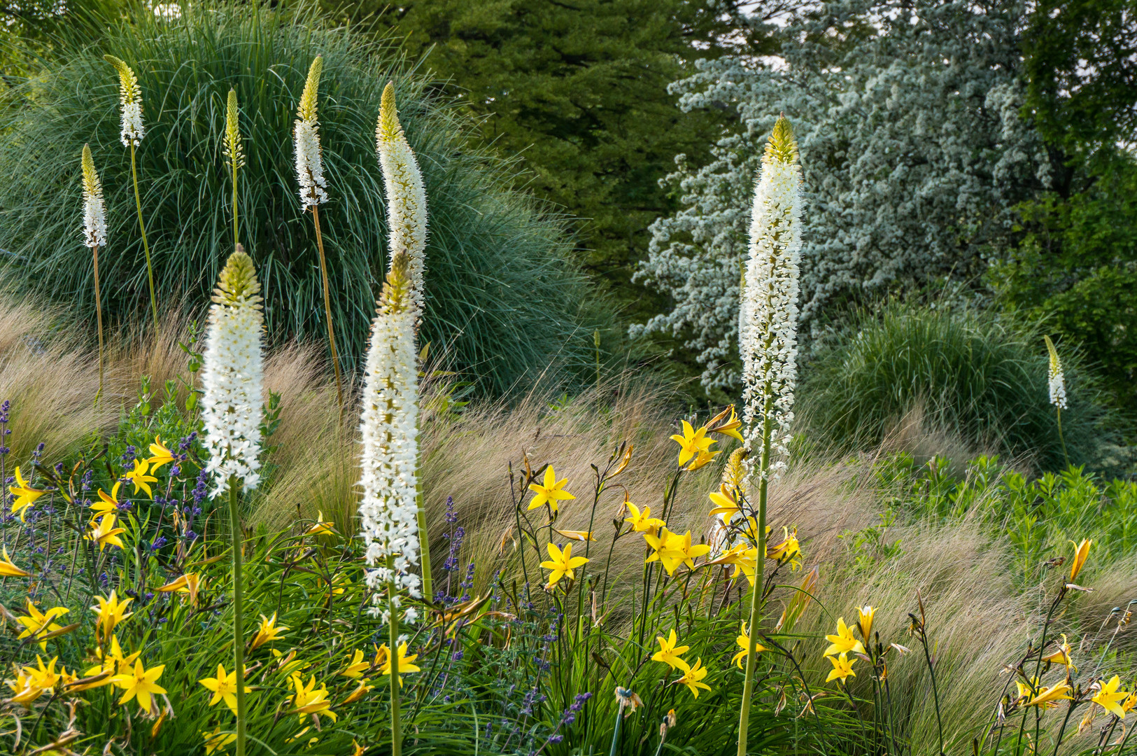 Himalaya Steppenkerze - Berggarten Hannover