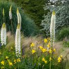 Himalaya Steppenkerze - Berggarten Hannover