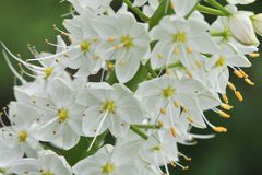 Himalaya Steppenkerze ( Eremurus himalaicus )