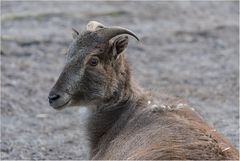 Himalaya-Tahr