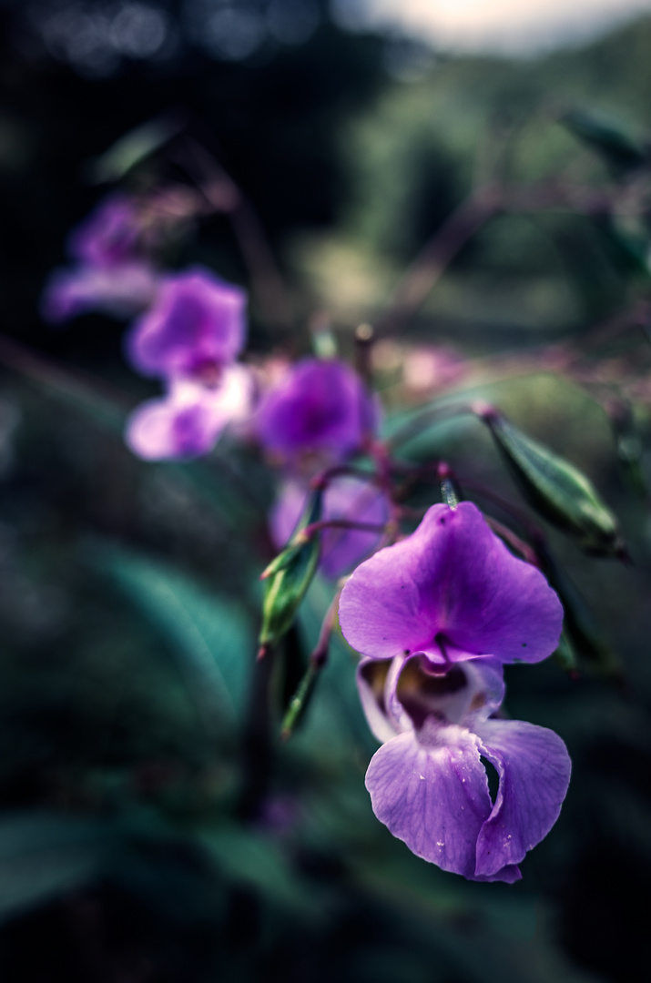 - himalayan balsam / impatiens glandulifera