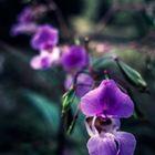 - himalayan balsam / impatiens glandulifera