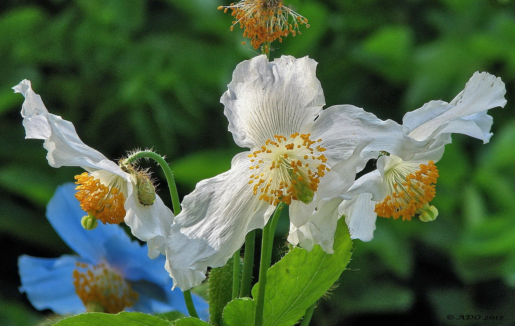 Himalayan Blue Poppies