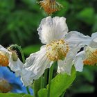 Himalayan Blue Poppies