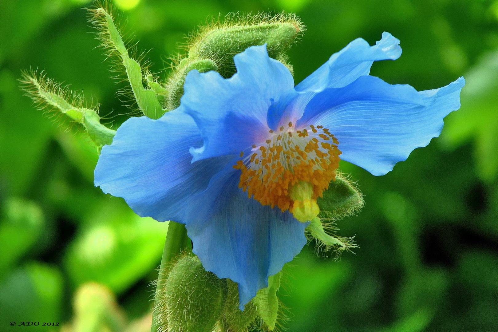 Himalayan Blue Poppy