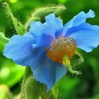 Himalayan Blue Poppy