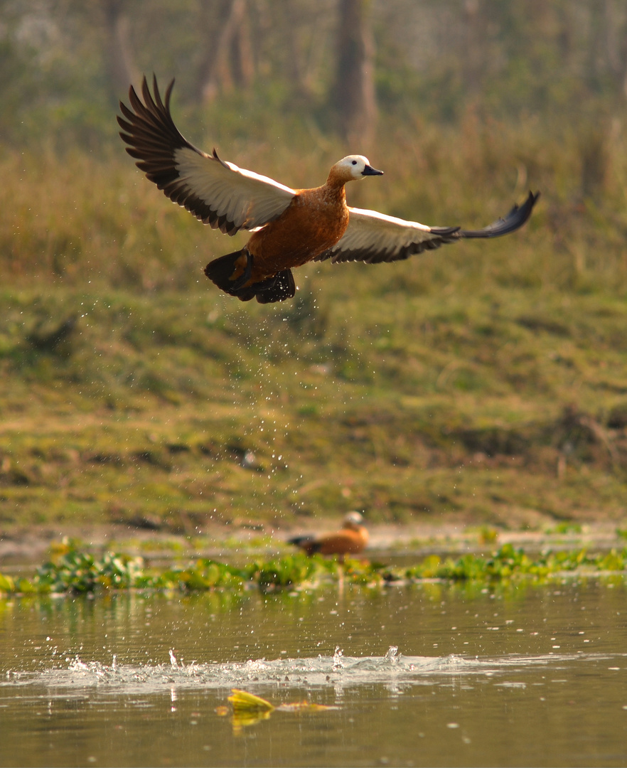 Himalayan Duck