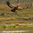 Himalayan Duck