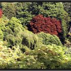 Himalayan Gardens at Muncaster Castle