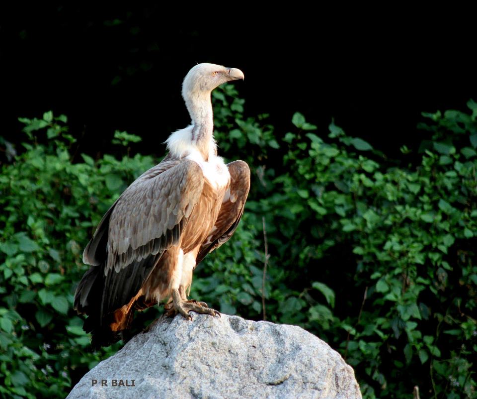 Himalayan Griffon