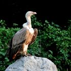 Himalayan Griffon