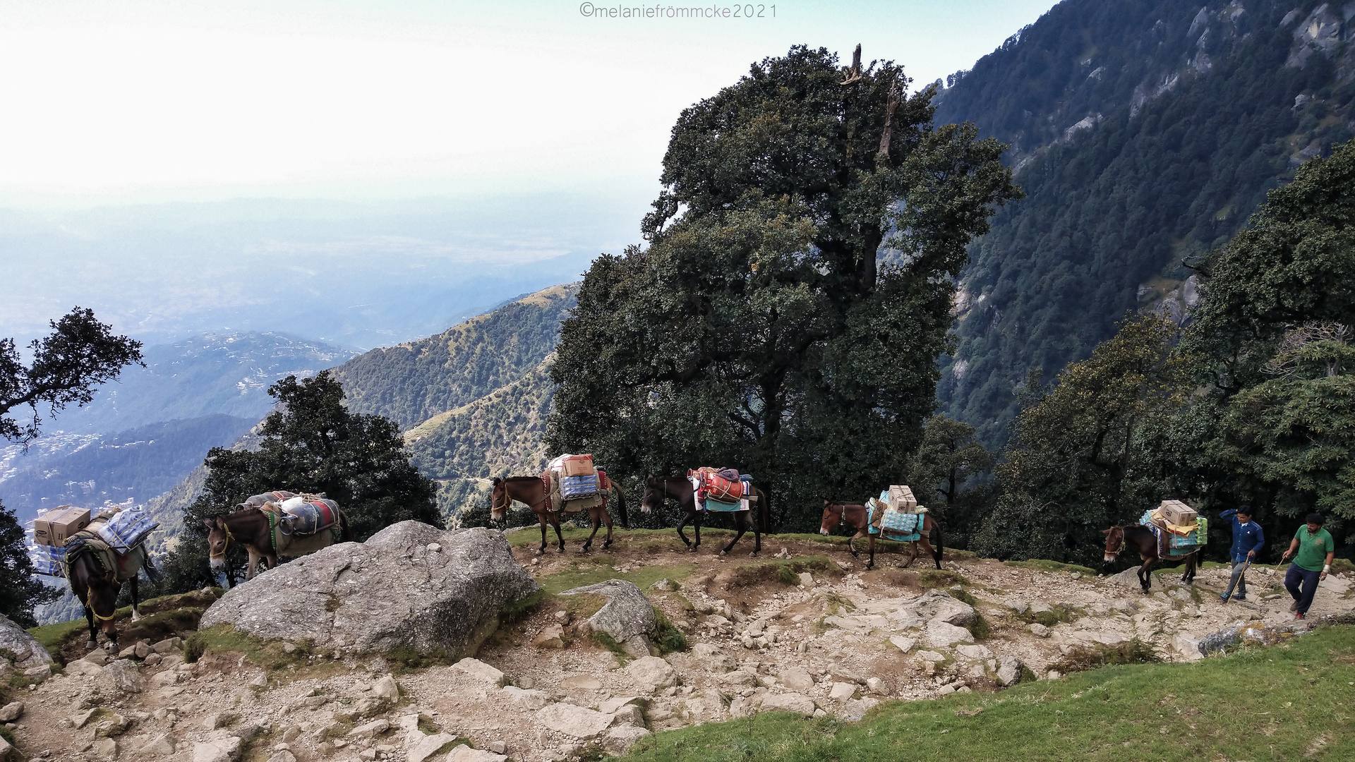 Himalayan Mules