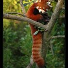Himalayan Red Panda