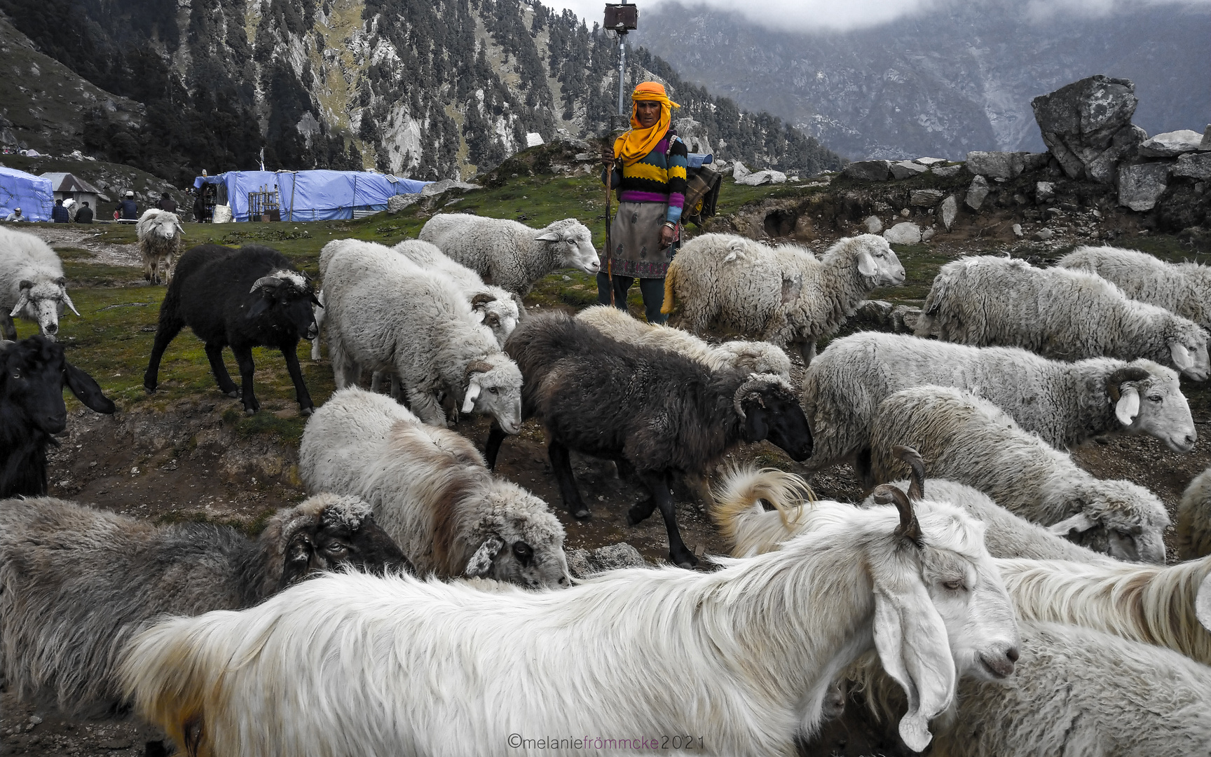 Himalayan Shepherd