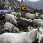 Himalayan Shepherd