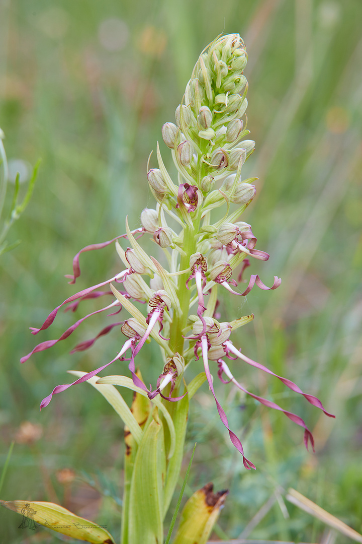 Himantoglossum hircinum