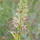 Himantoglossum hircinum