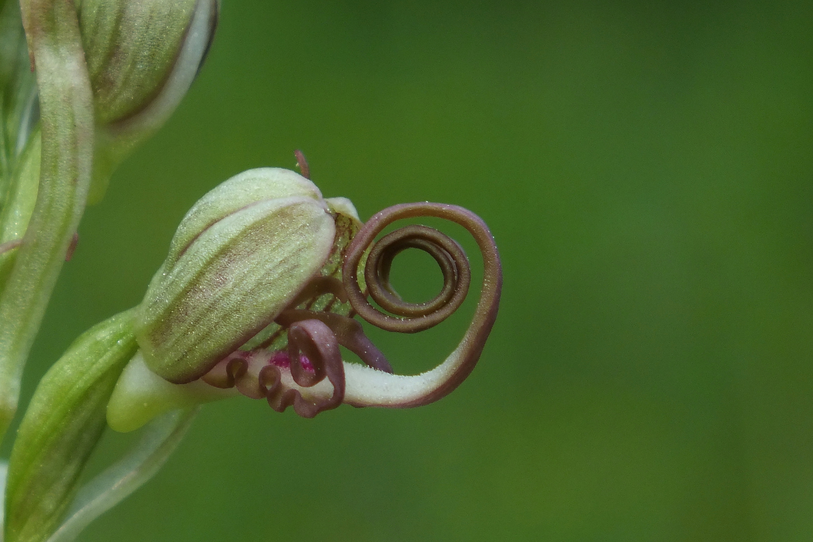 Himantoglossum hircinum