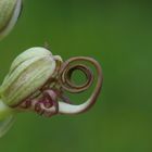 Himantoglossum hircinum