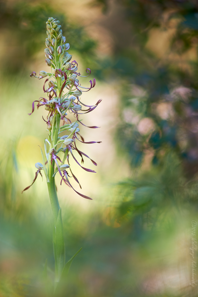 Himantoglossum hircinum