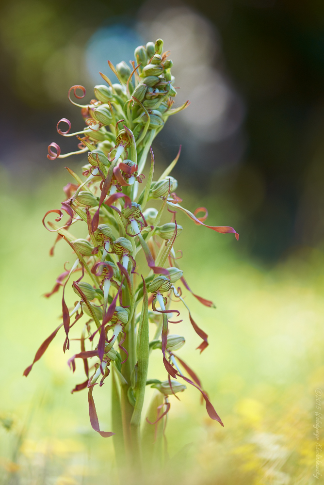 Himantoglossum hircinum