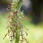 Himantoglossum hircinum