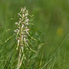 Himantoglossum hircinum