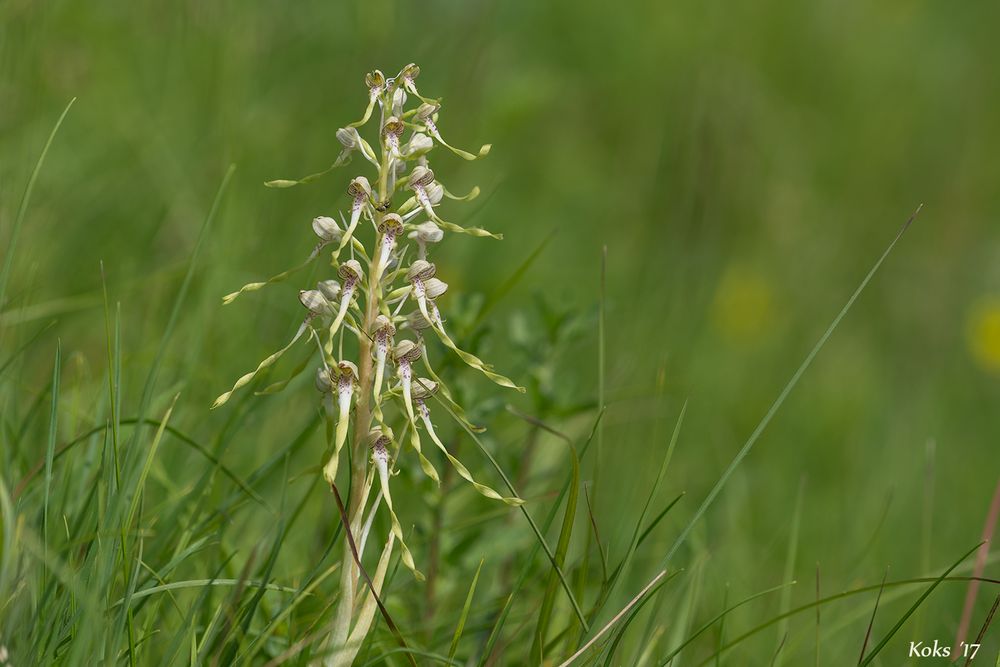 Himantoglossum hircinum