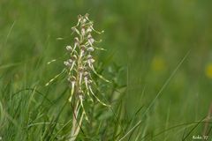 Himantoglossum hircinum