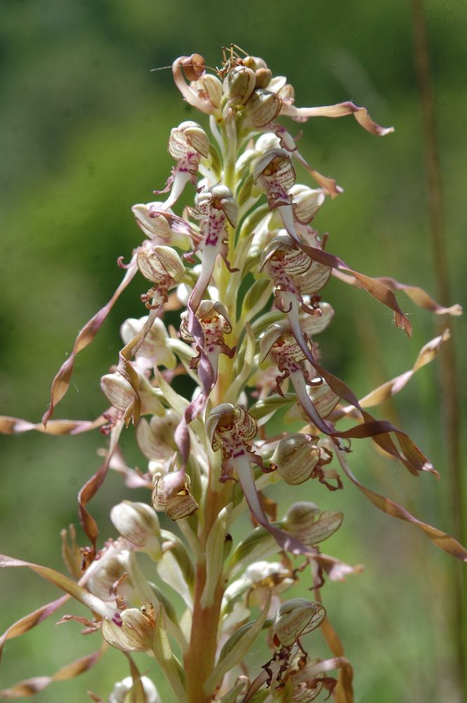 Himantoglossum hircinum - Bocksriemenzunge an der Unstrut/2010