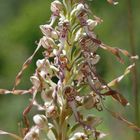 Himantoglossum hircinum - Bocksriemenzunge an der Unstrut/2010