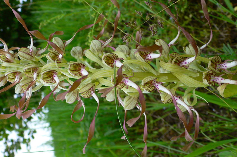 Himantoglossum hircinum