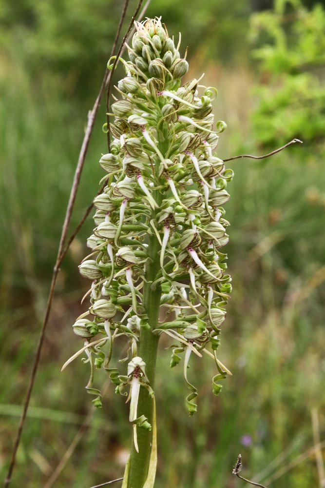 Himantoglossum hircinum