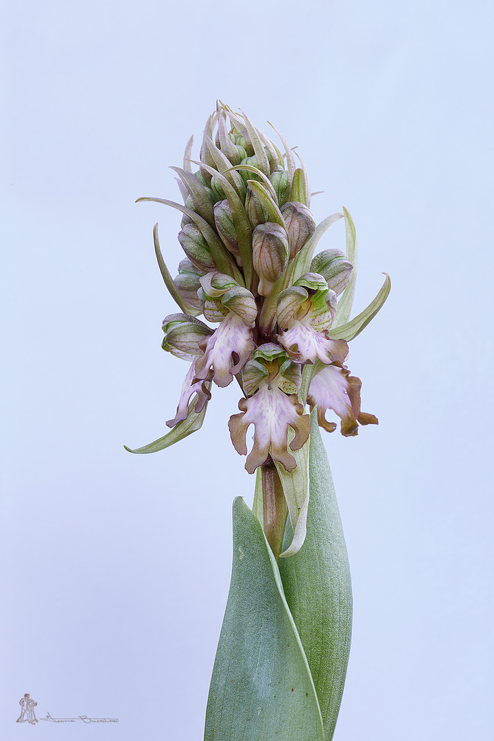 Himantoglossum robertianum