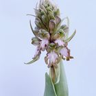 Himantoglossum robertianum