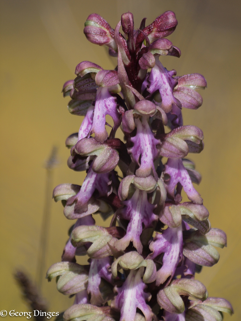 Himantoglossum robertianum bei Eguilles  2.5.15 