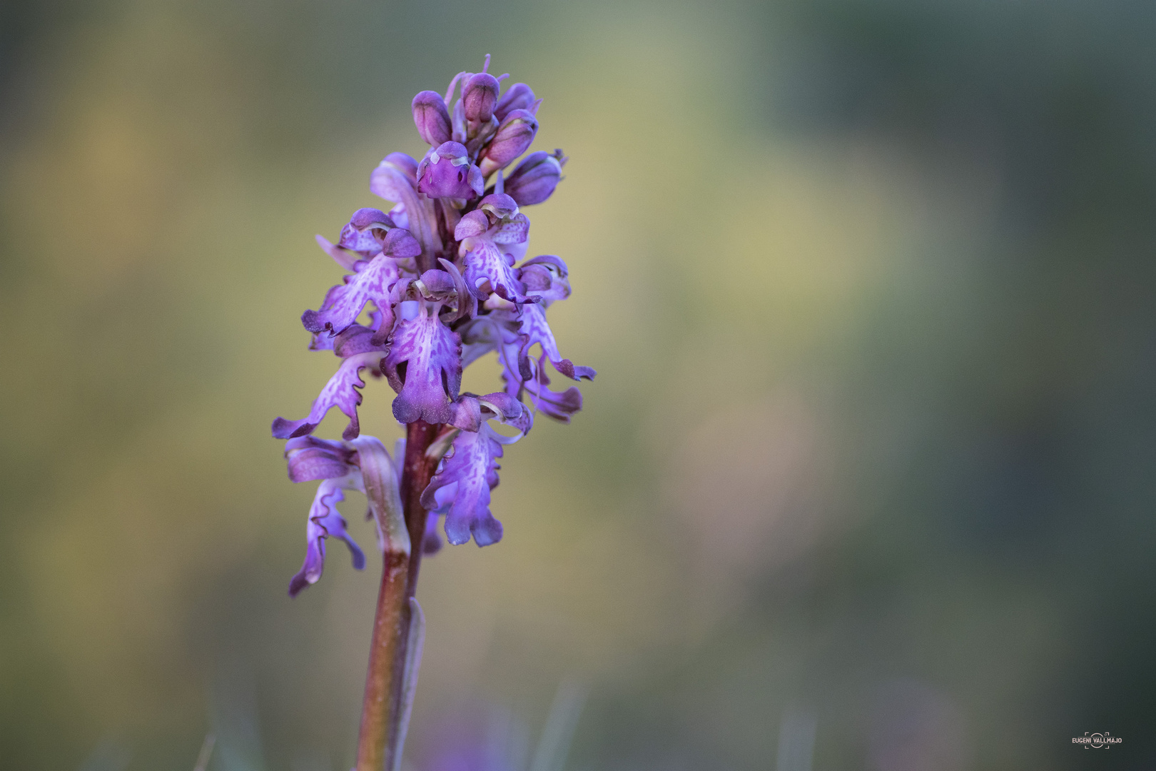 Himantoglossum Robertianum