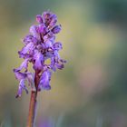 Himantoglossum Robertianum