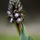 Himantoglossum robertianum