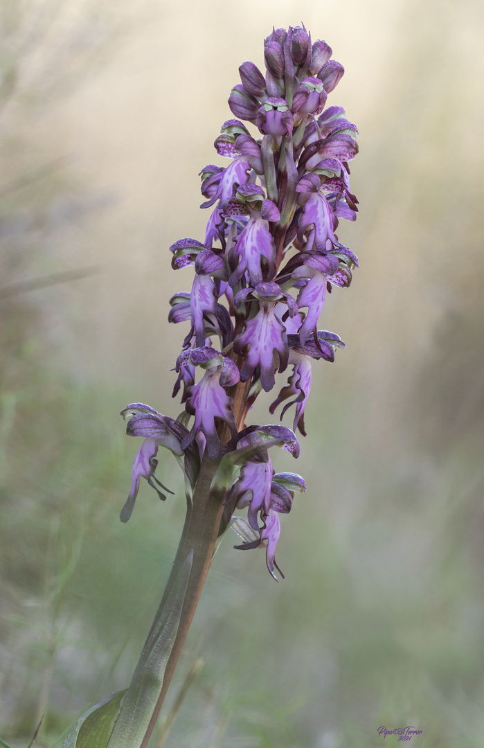 Himantoglosum robertianum