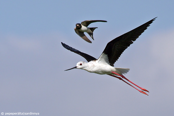 Himantopus himantopus e Hirundo rustica juv.