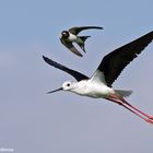 Himantopus himantopus e Hirundo rustica juv.