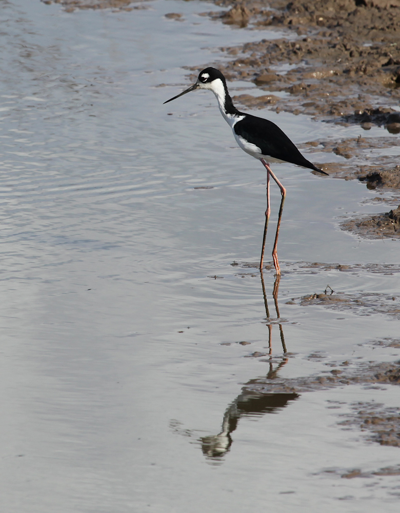 Himantopus mexicanus