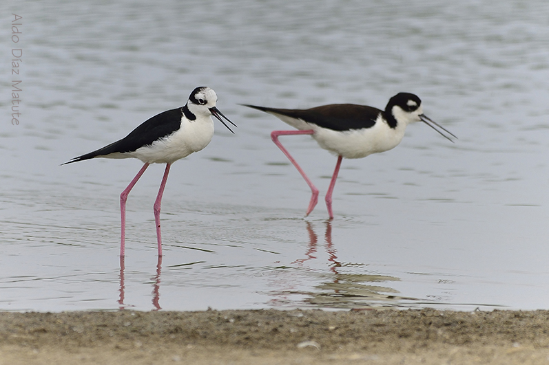 Himantopus Mexicanus