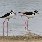 Himantopus Mexicanus