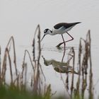 Himantopus mexicanus