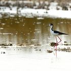 Himantopus mexicanus